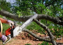 Best Storm Damage Tree Cleanup  in Squaw Valley, CA